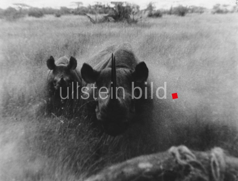 (c) ullstein bild - Wolfgang Weber